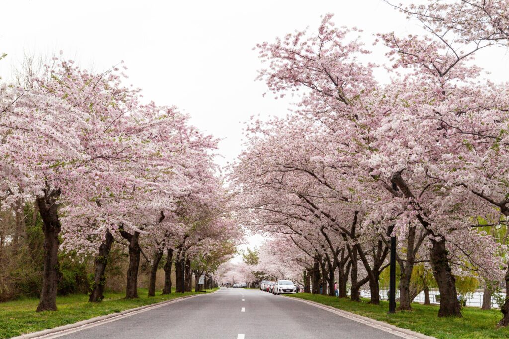 Cherry Blossom trees along a road in Washington, DC